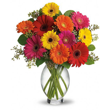 Gerberas